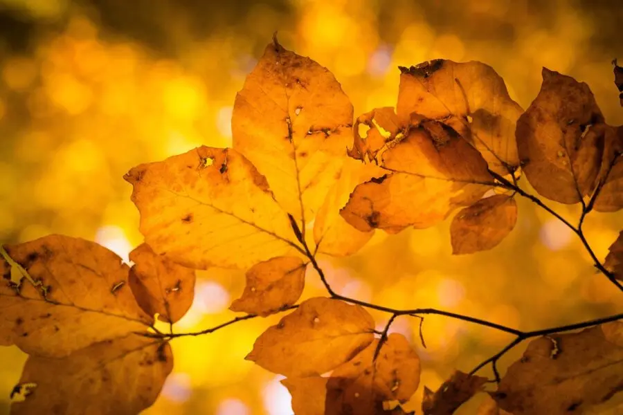 On-line Amelie v říjnu - obrázek 1